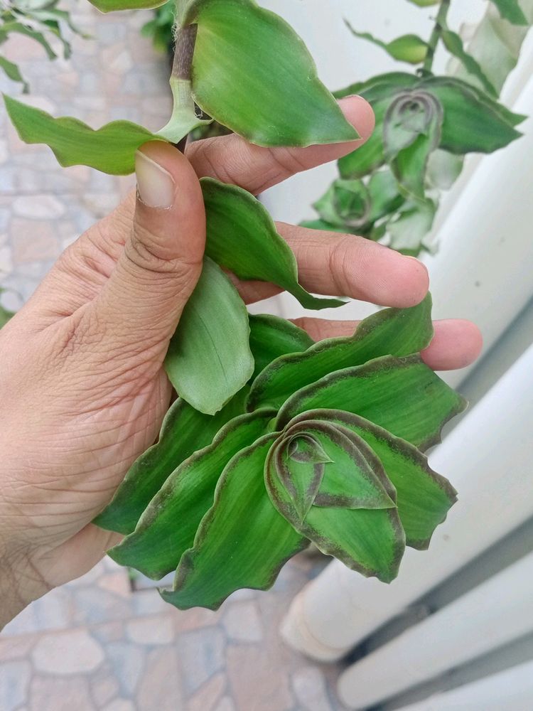 Basket Plant Cuttings- Hanging