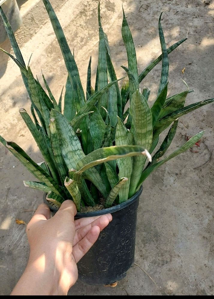 Whole Pot 2 Year Mature Snake Plant Variety