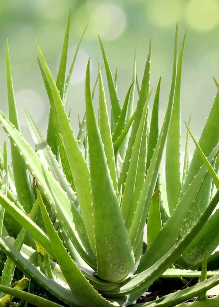 4 Baby Aloe Vera (Live Plants)