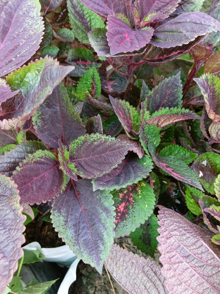 Coleus Beautiful Colours