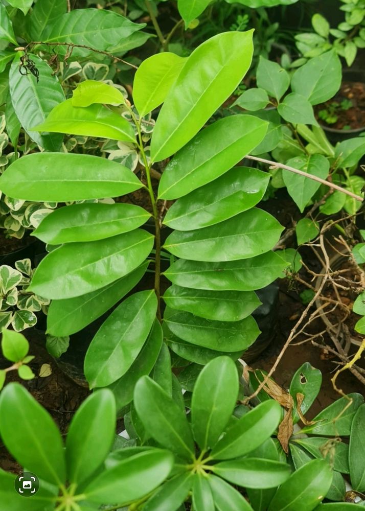 Cancer Fruit Plant