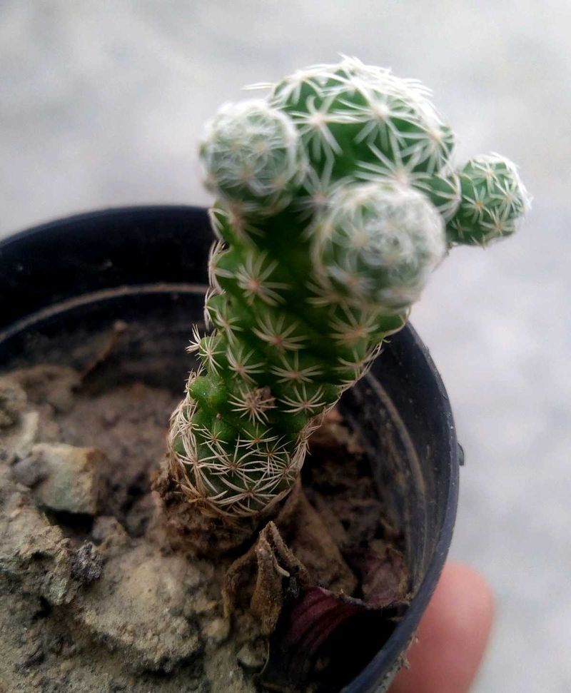 Rare And Expensive Cactus Plant