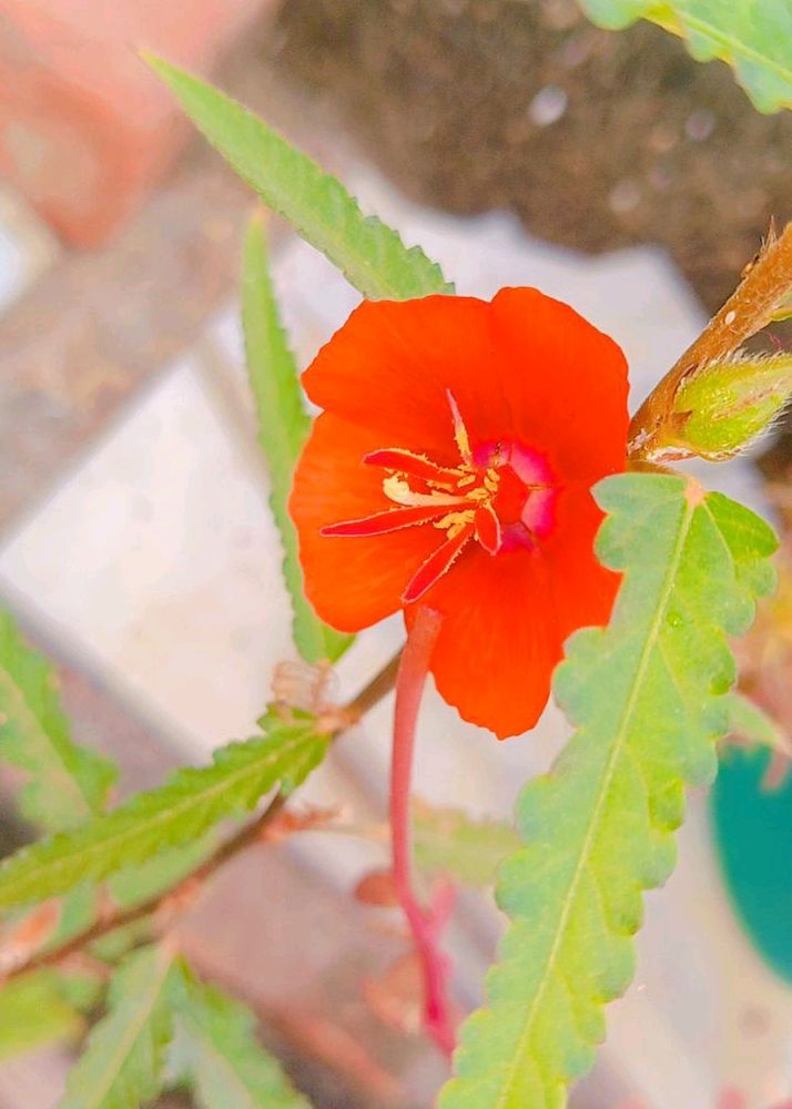 Reddish Orange Flower Seeds