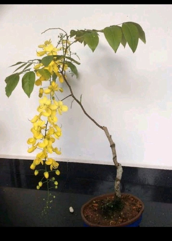 Golden Shower/Cassia Fistula Live Plant