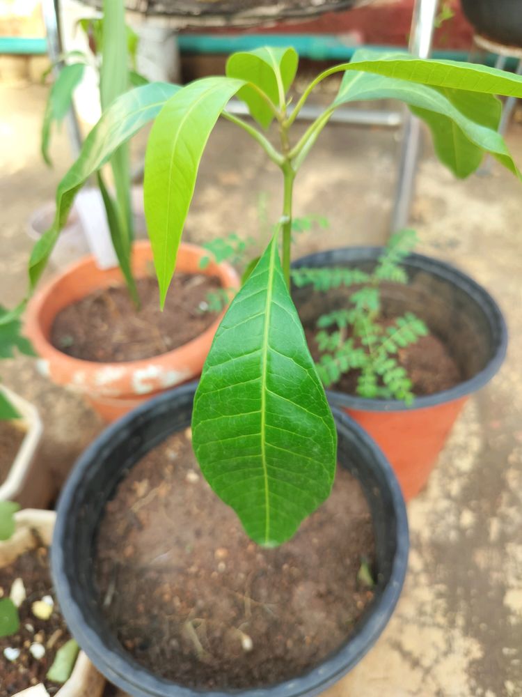 Mango Plant