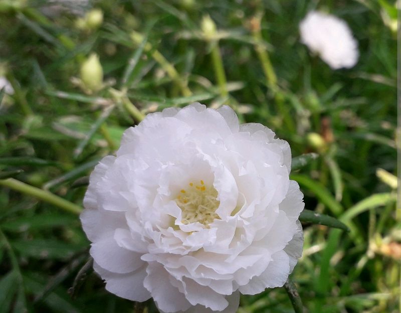 White Naubjiya /Moss With 5 Stems To Translant