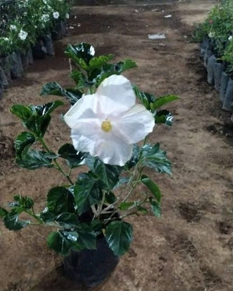 White Hibiscus