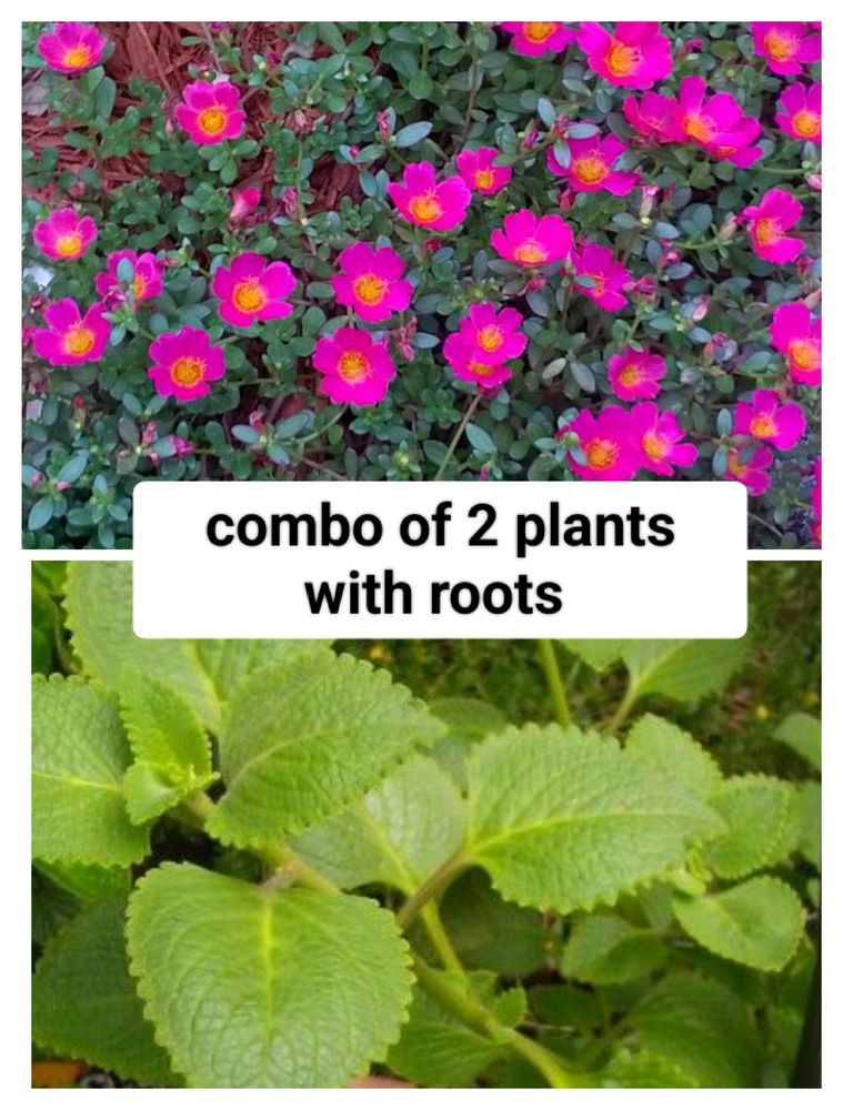 Combo Of 2 Plants With Roots