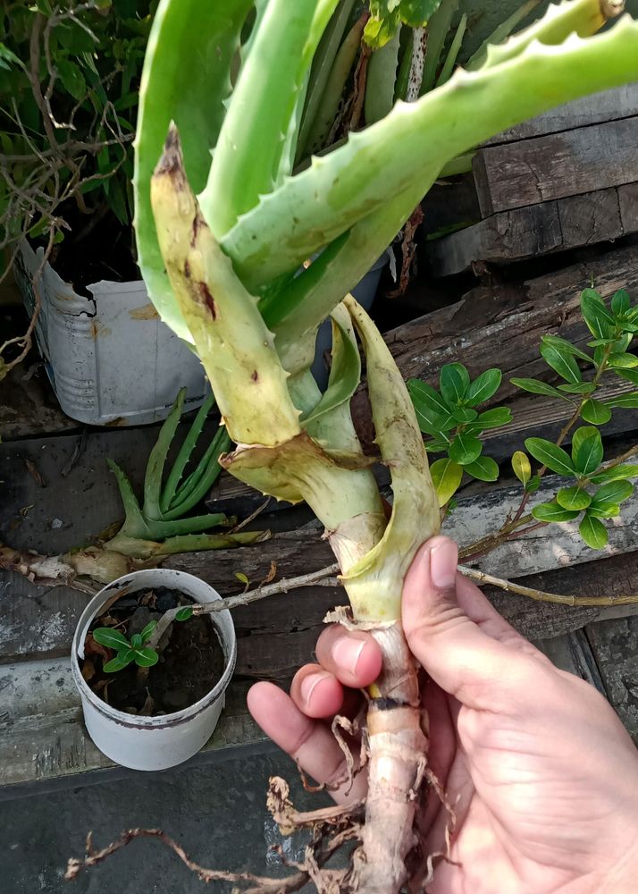 Fresh Aloe Vera Plant Pack Of One