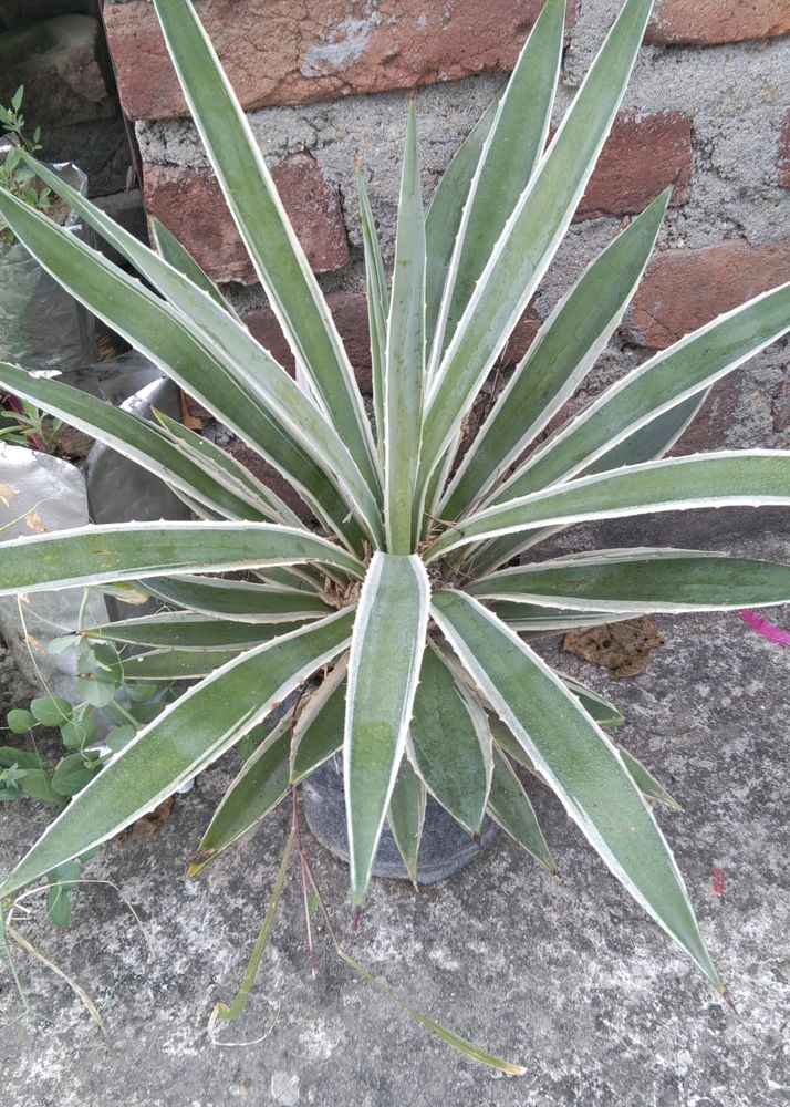 Agave Angustifolia