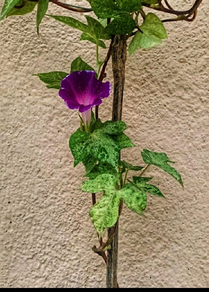 Variegated Morning Glory