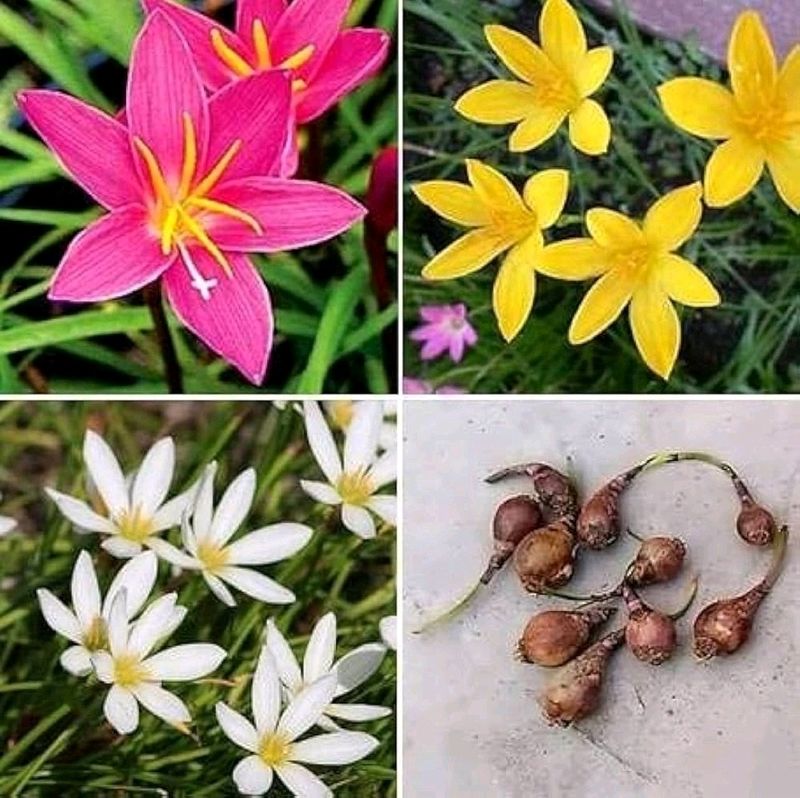 3 Colour Rain Lily's 40/-