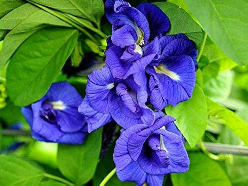 Butterfly Pea Flower Seed/ Sankupushpam