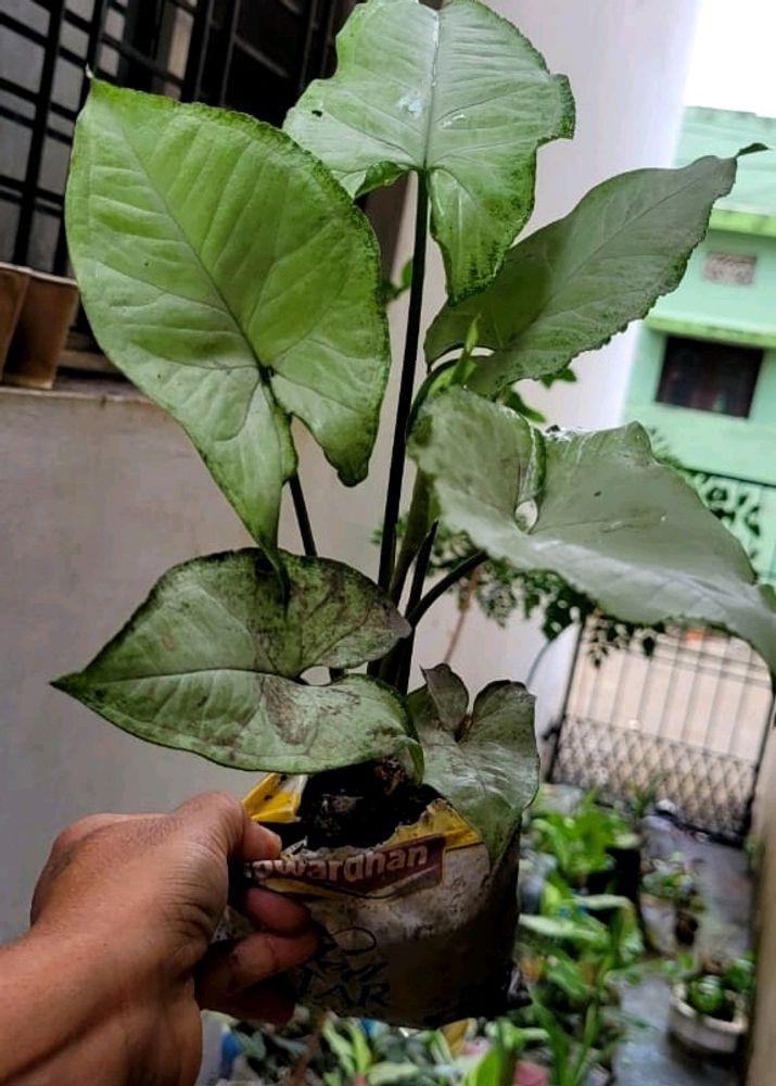 Evergreen Arrowhead Plant 🌵