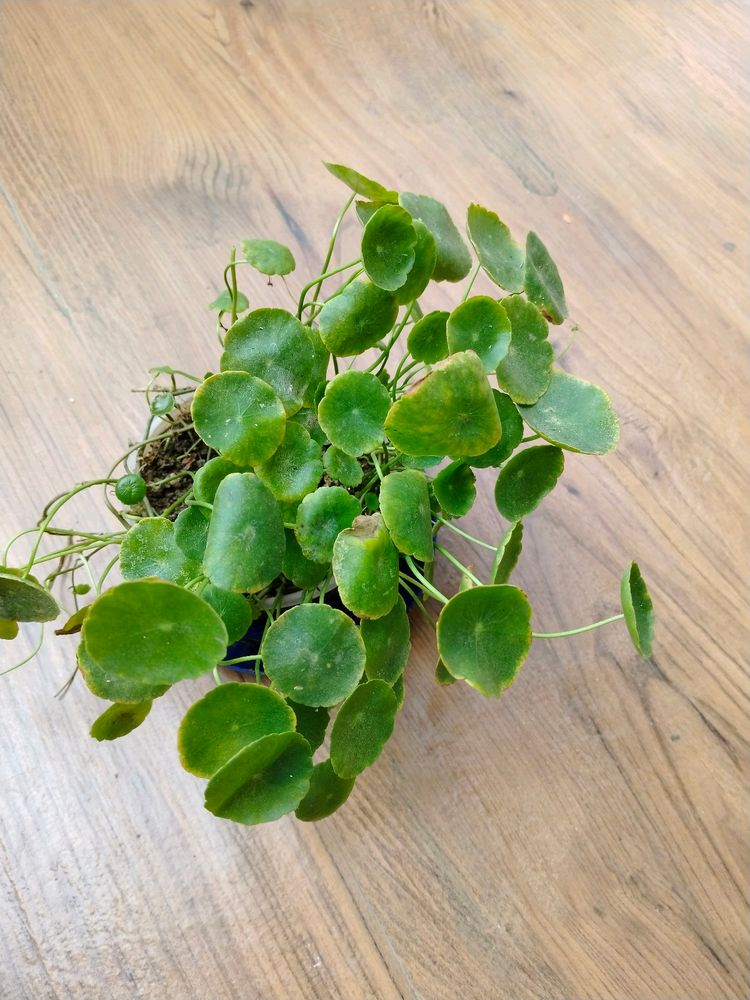 Indoor Plant