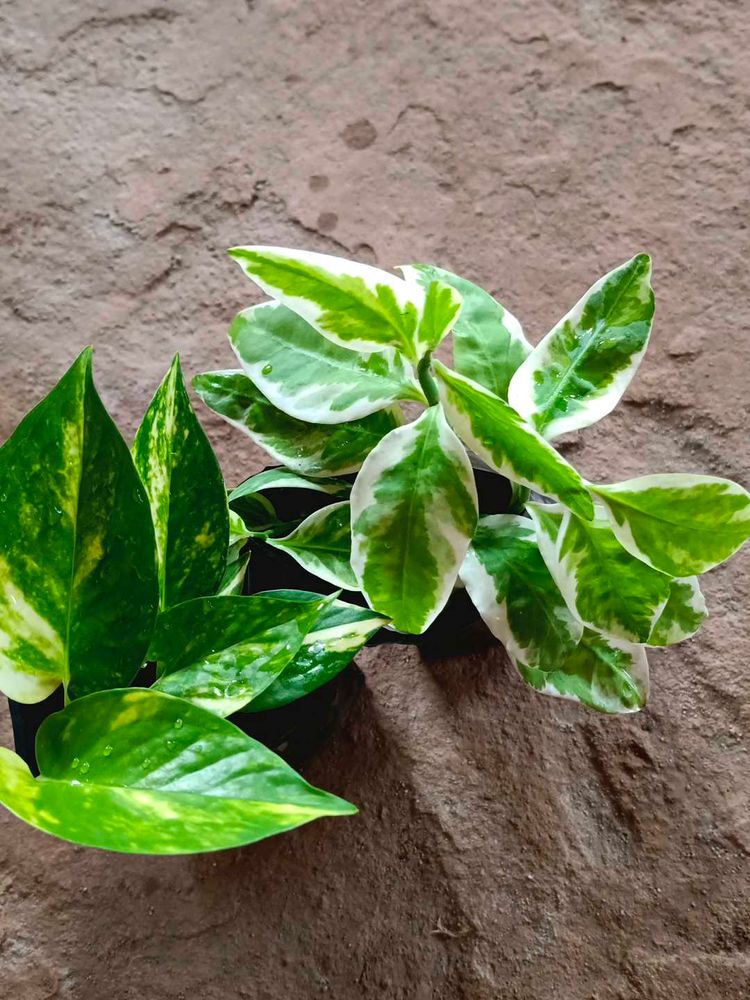 Money Plant And Devil Backbone