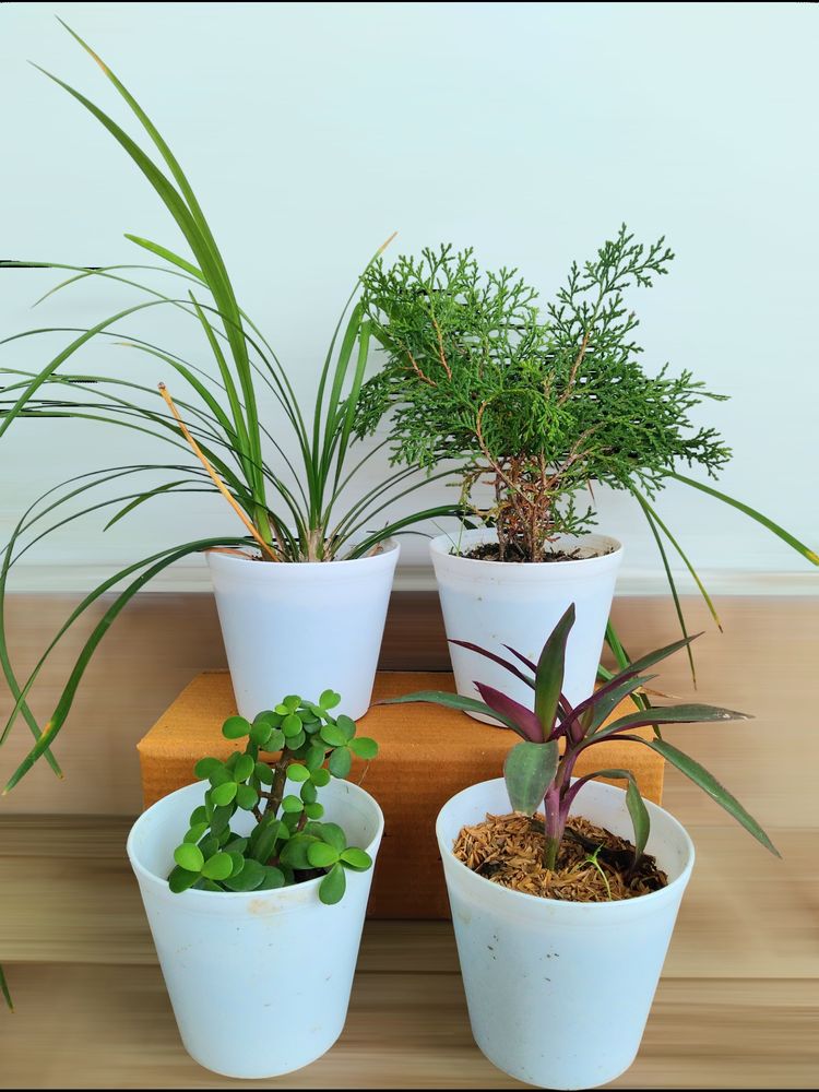 Live Plants With Pots