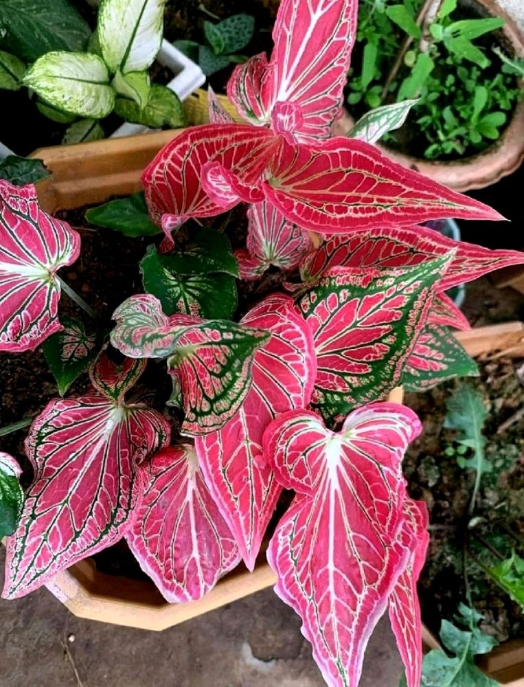 Combo Of 2 Caladium