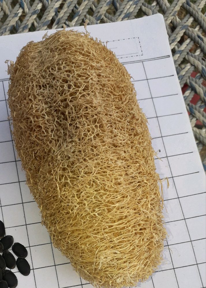 luffa (organic luff