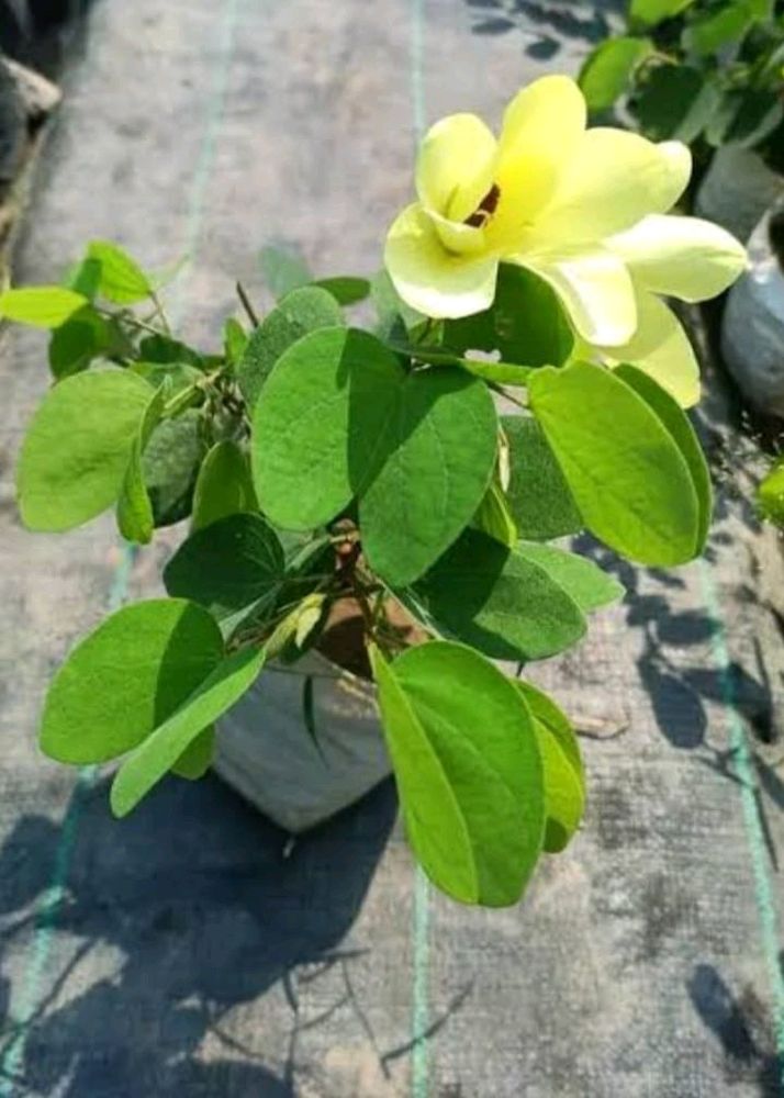 Kanchan Flower Plant With Roots