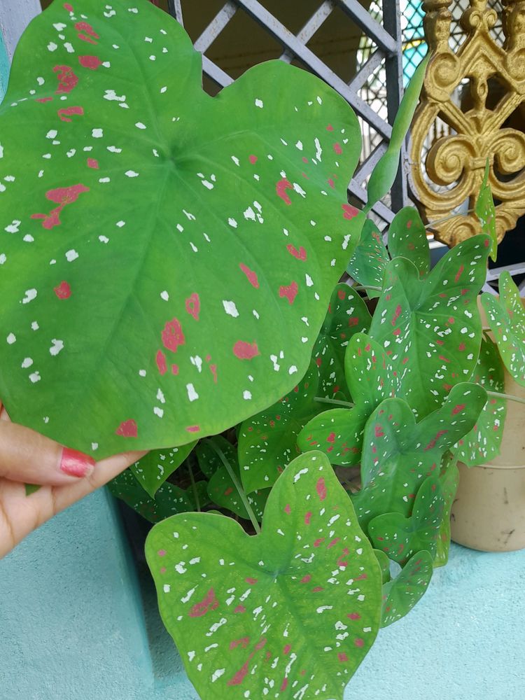 Multi Color Caladium