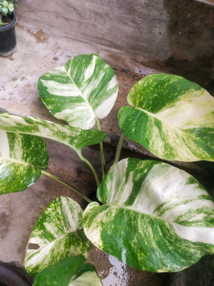 Live Big Size Leaf Magic Money Plant With Pot