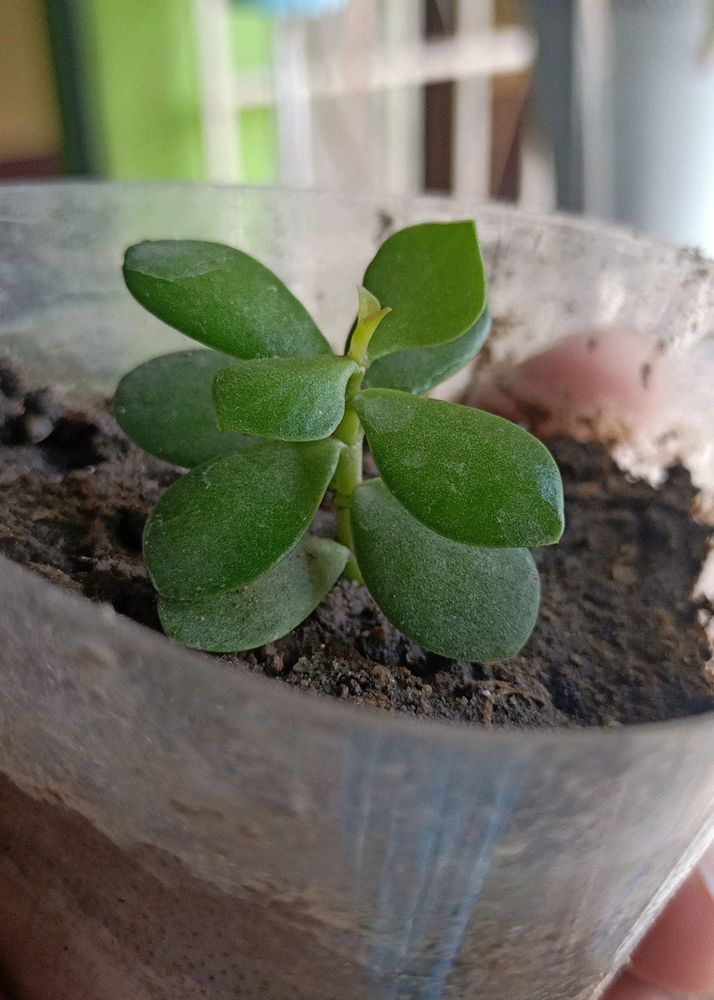 Jade Plant