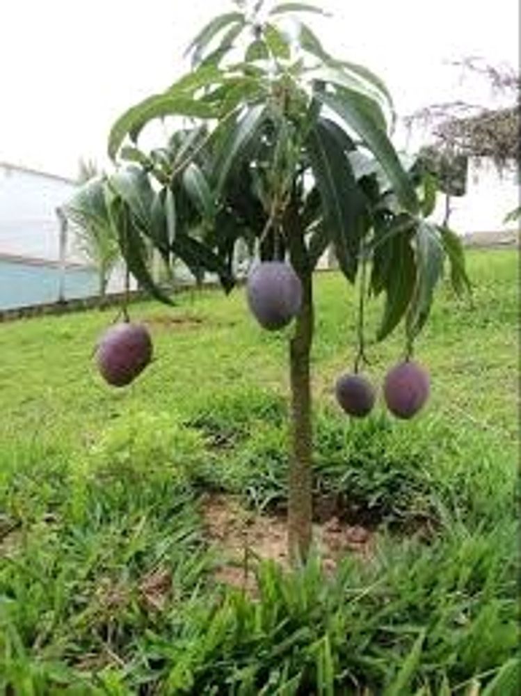 Mango Plants