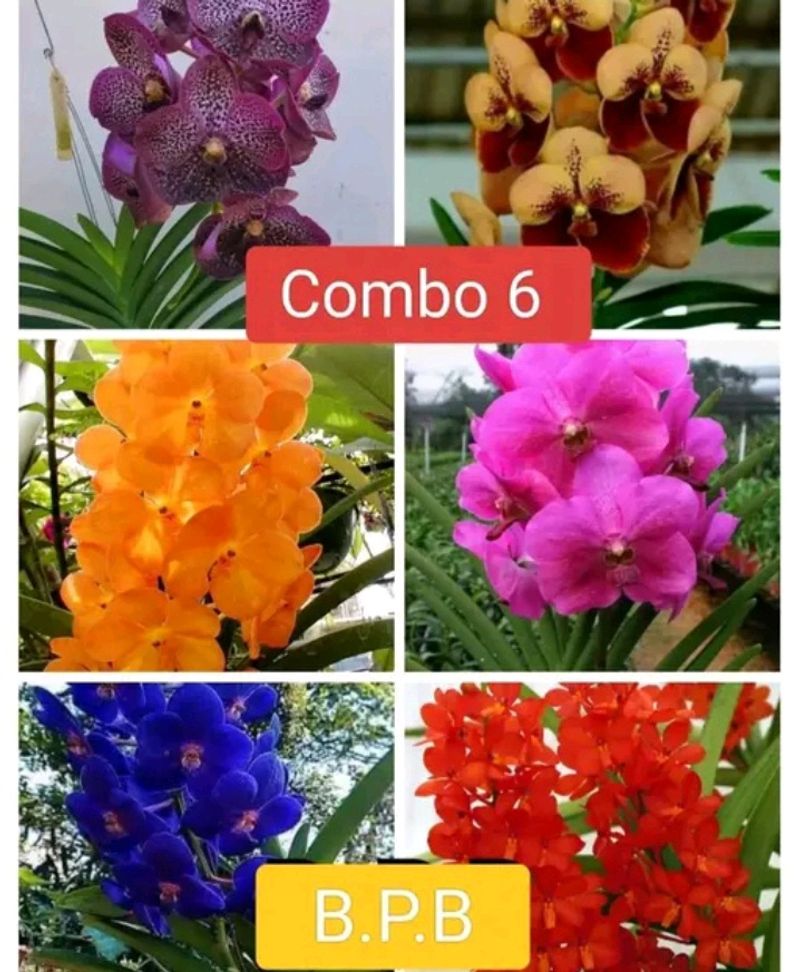 Vanda Orchid 6 Combo Colour