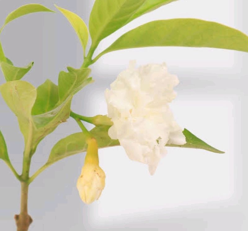 Double Chandani Flower Live Plant