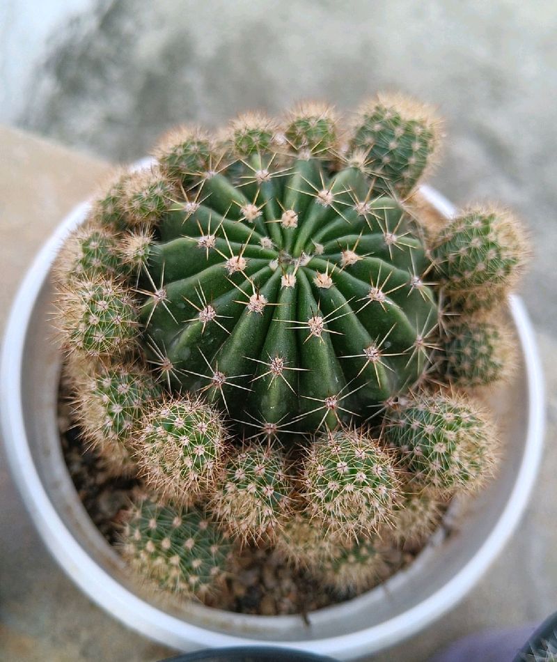 Cactus Baby Pup