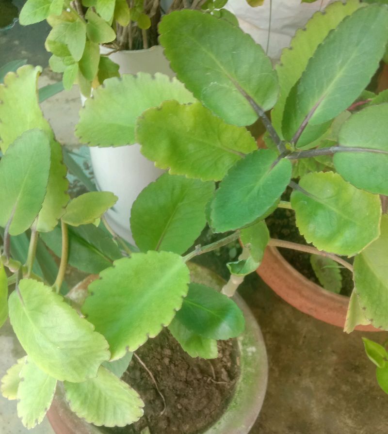 Pattarchatta(Kalanchoe Pinnata), Quantity Is1,Use