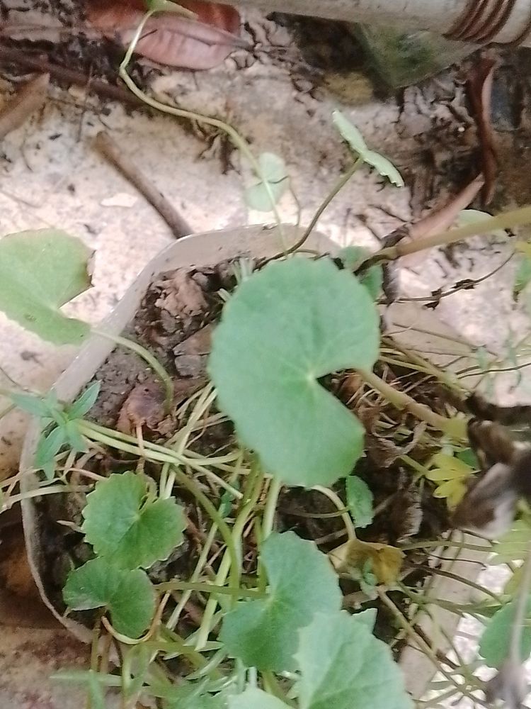 Centella asiatica Plant Shapling.