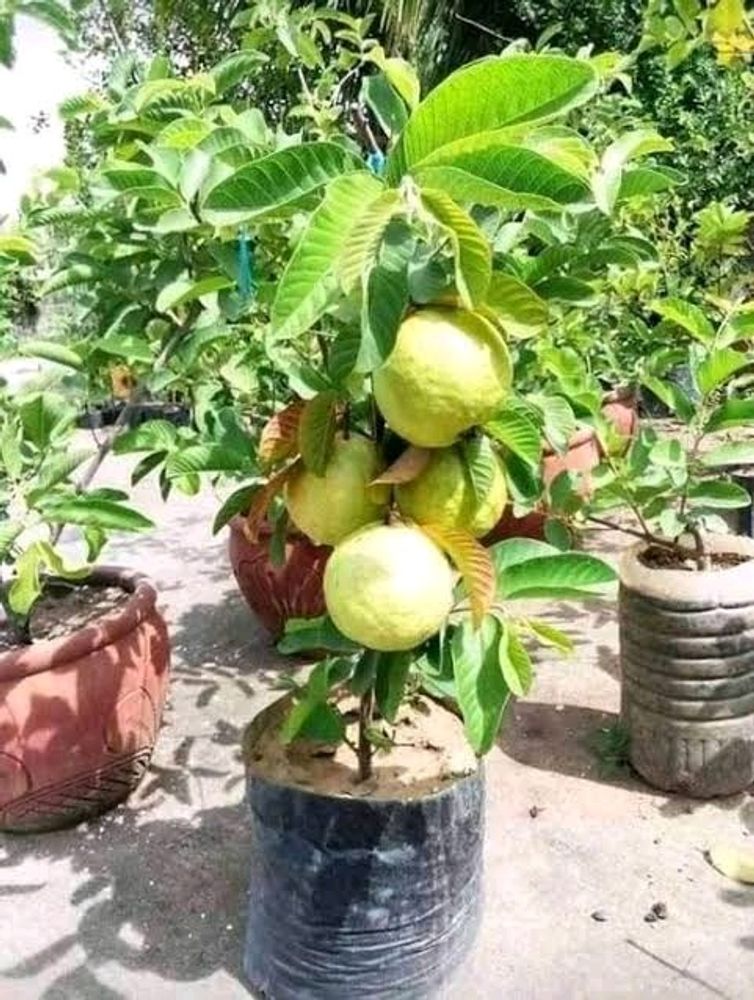 Red Guava Plant