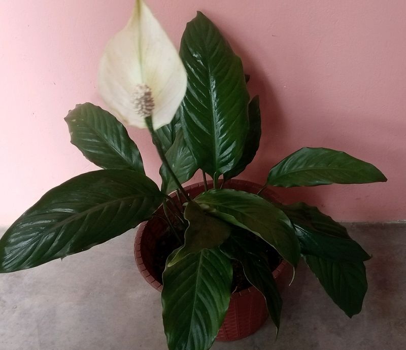 Peace lily