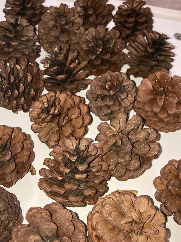 18 Pine Cones For Home Decor Or DIY Project