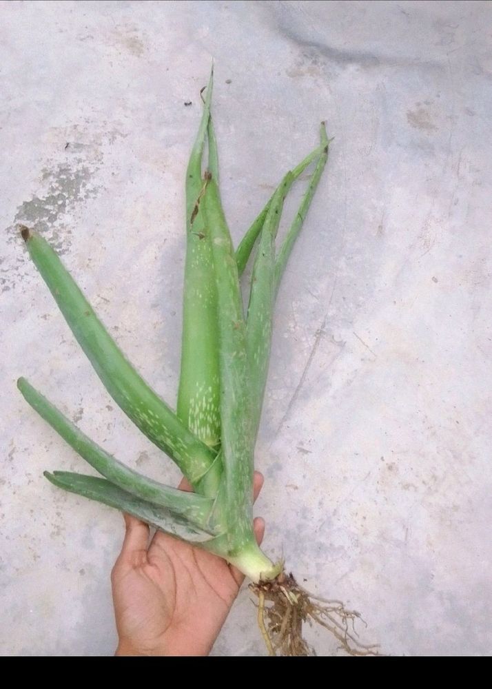 Healthy Aloevera Plant