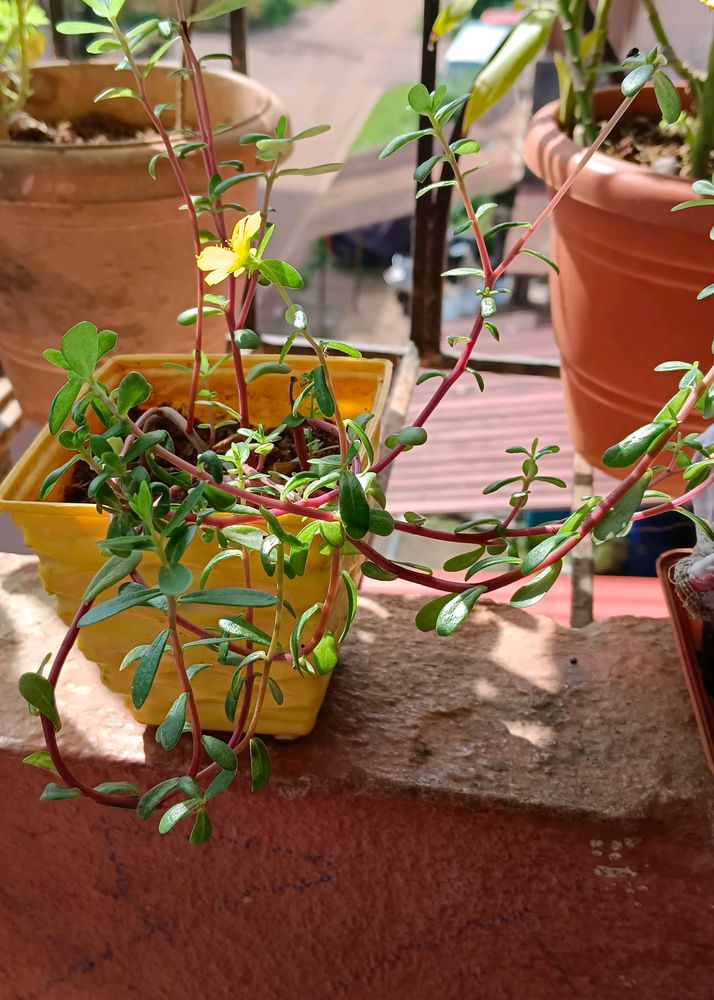 Portulaca Common Moss Rose Purslane🪴