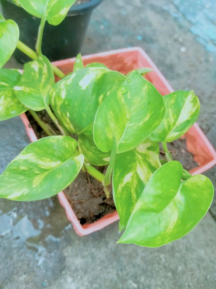 Golden Pothos