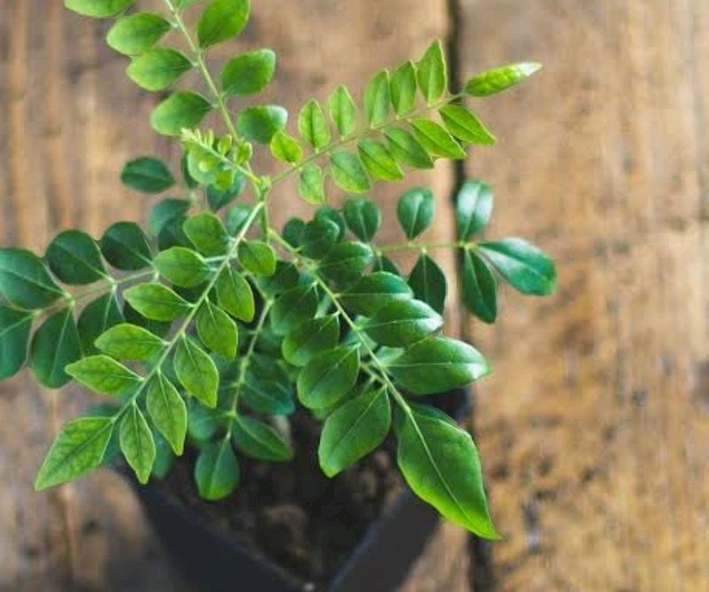 Kari Paata Mini Plant