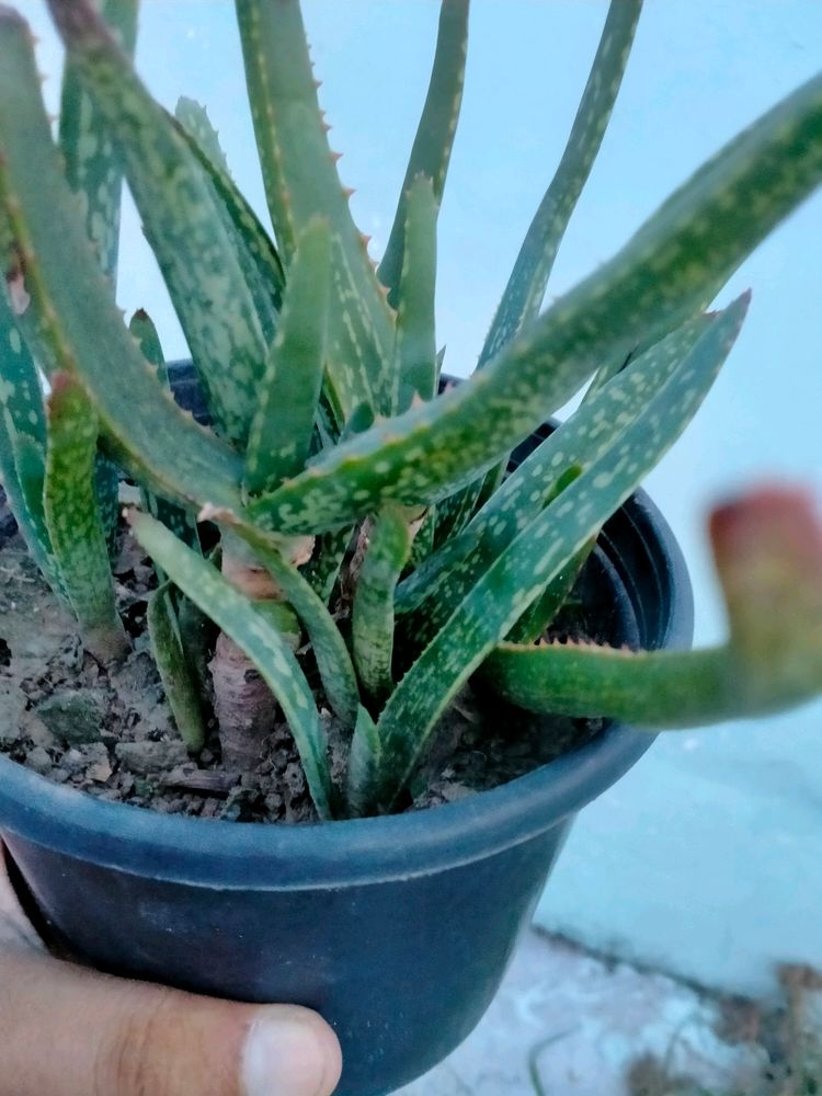 Aloe Vera chinensis