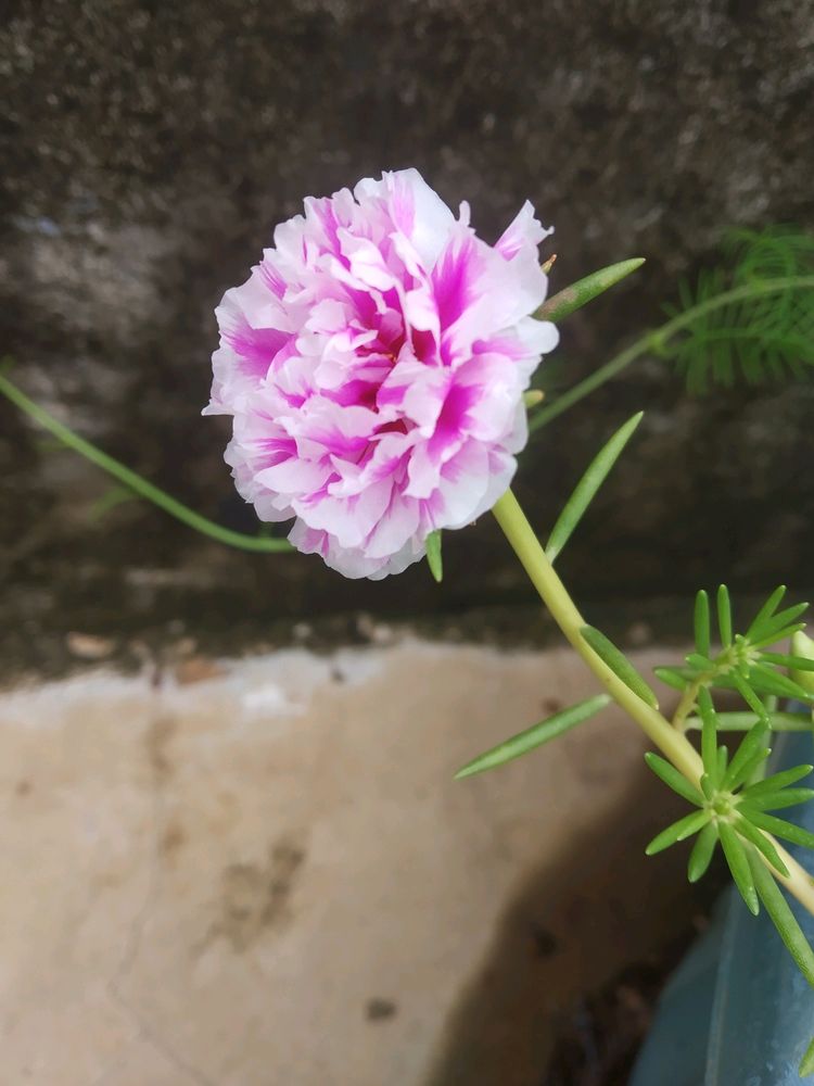 White Pink Mix Portulaca