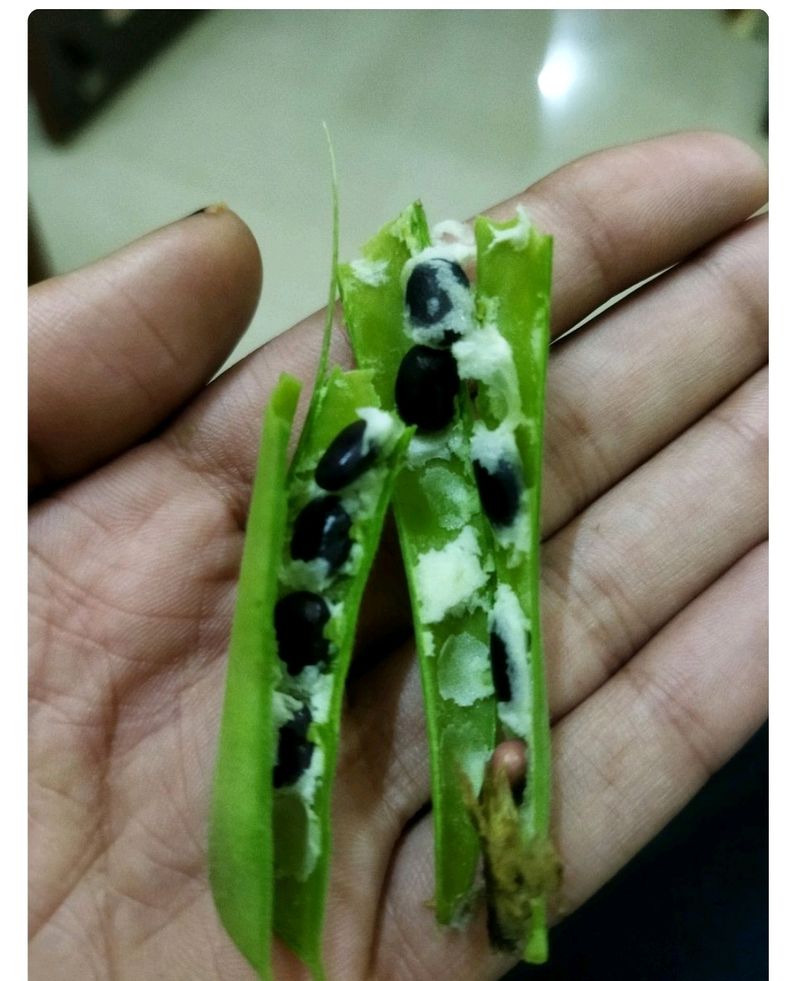 Butterfly Pea Seeds