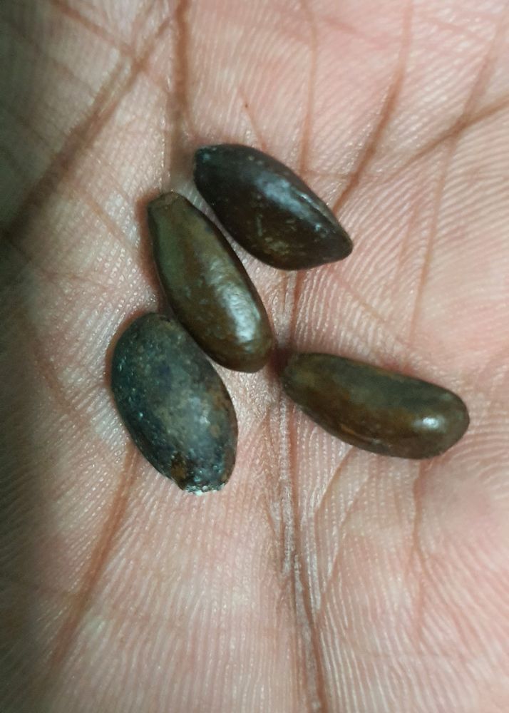 Original Sithaphal Or Custard Apple Seeds