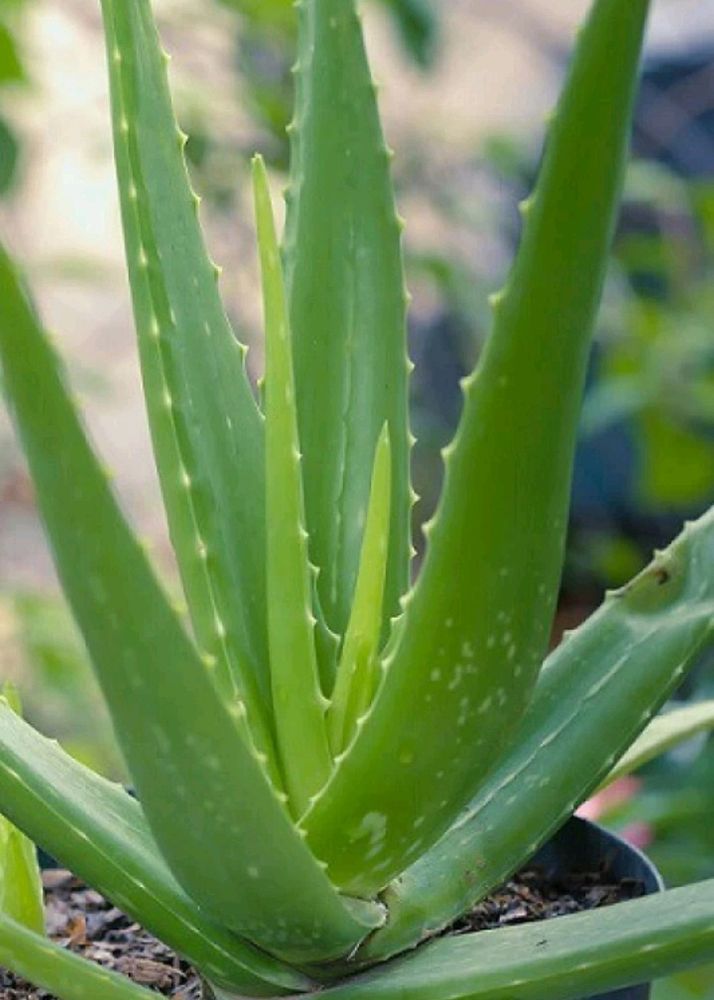 Aloevera Plant🌱 With Roots