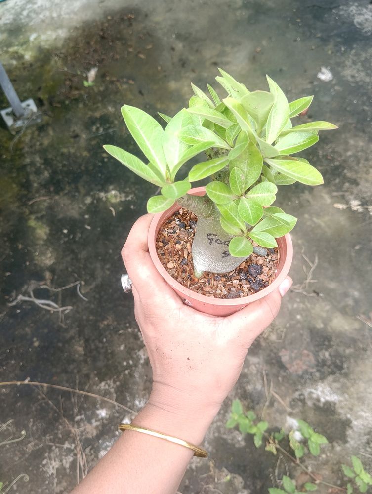 Adenium Arabicum (Godji SMS)