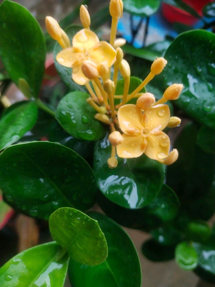 Beautiful Yellow Ixora ( Rangon ) Plant