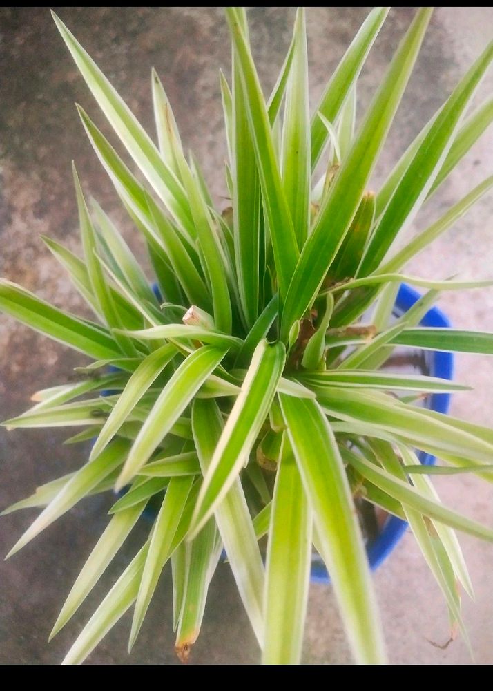 Combo Of 3 Plant Spider Sygonium Rain Lilly