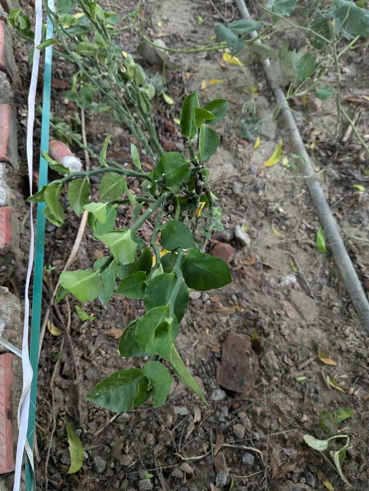 Pedianithus Plant Green