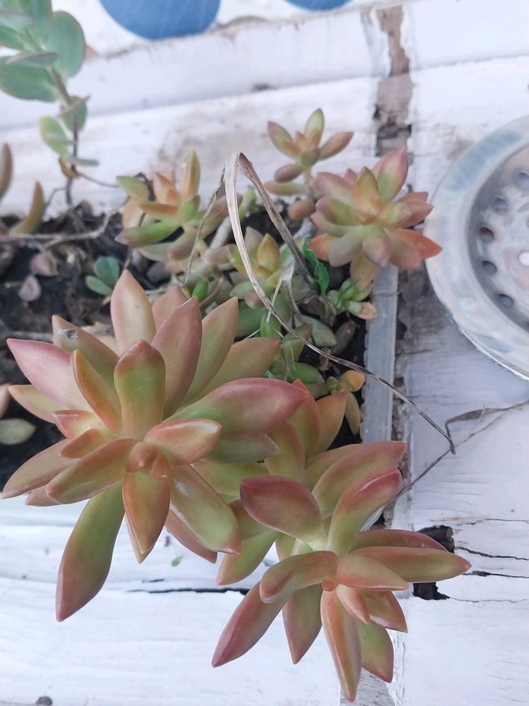 Beautiful Succulent Yellow Sedum